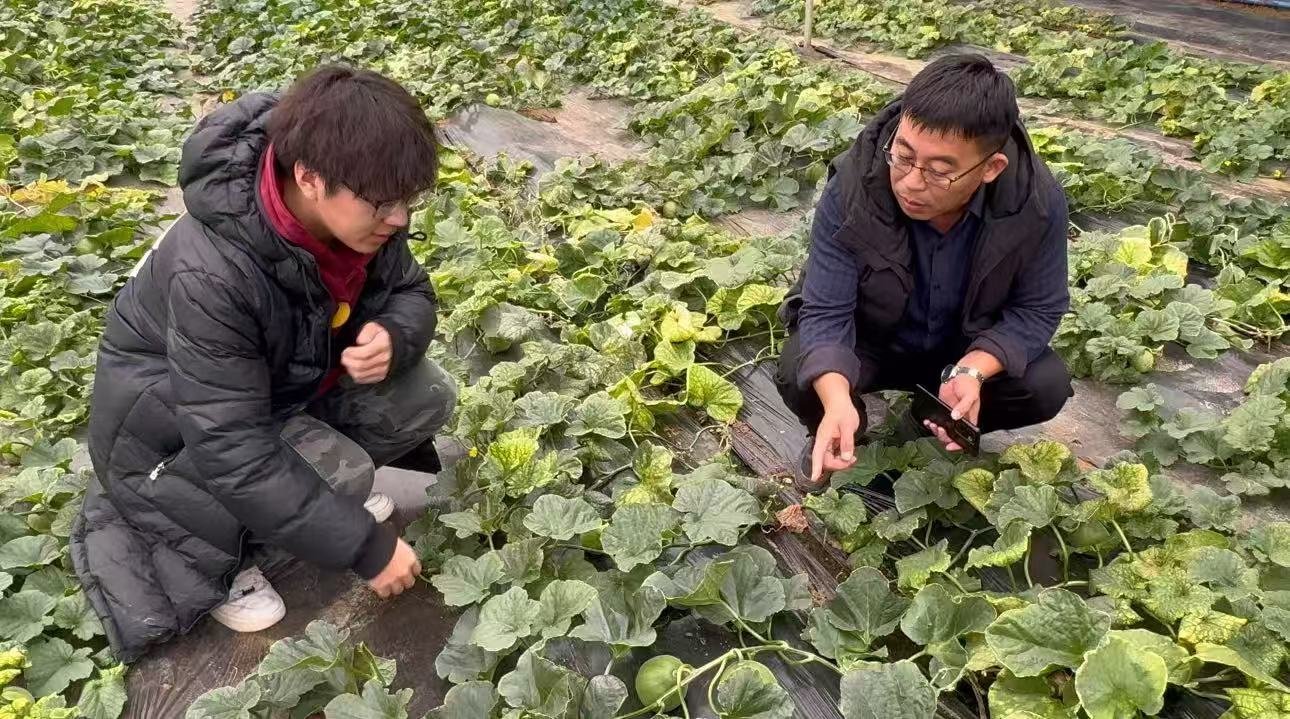 秦岭笑谈 【管理学院寒假社会实践】青春助瓜农，实践兴乡村青春三下乡曲阜师范大学感