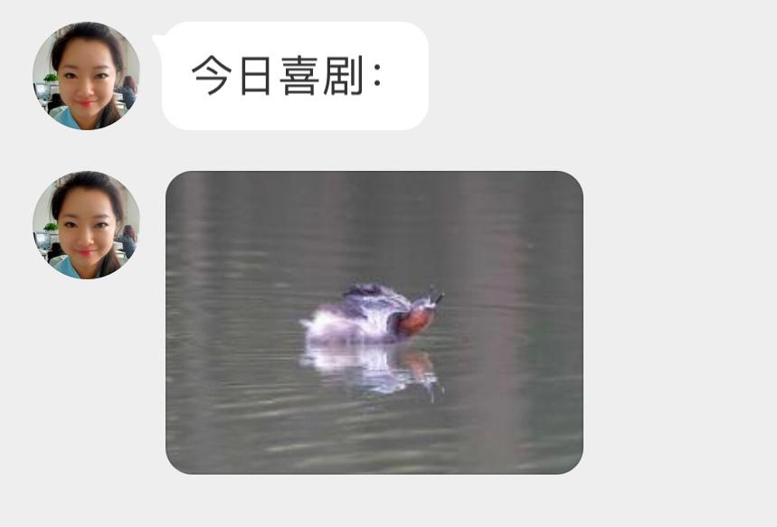 #鸟粉投稿# 进击的【小xiǎo䴙䴘】呆滞的眼神 看着不太聪明🙊 ​​​