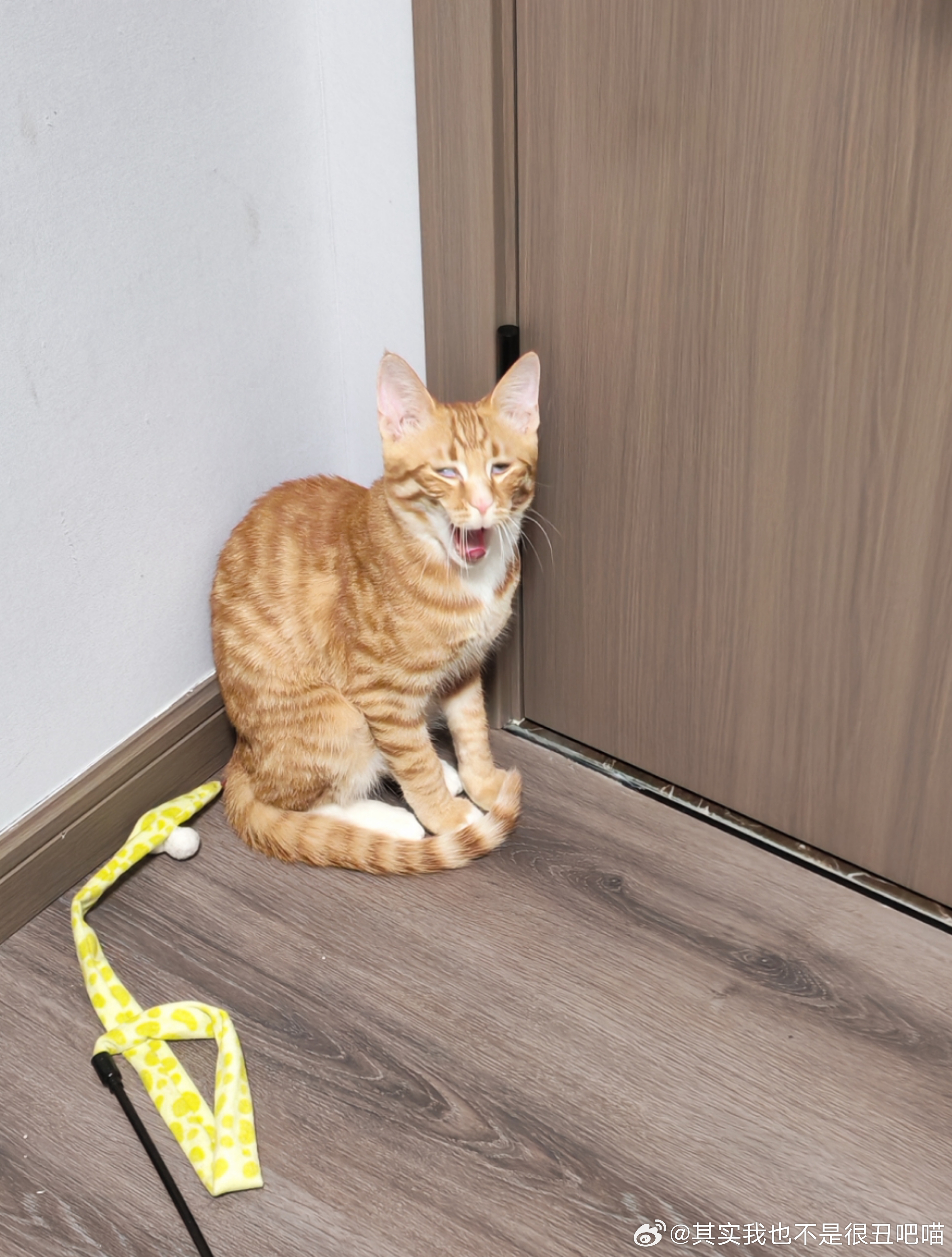 50394【丑猫】打哈欠居然这样吗 