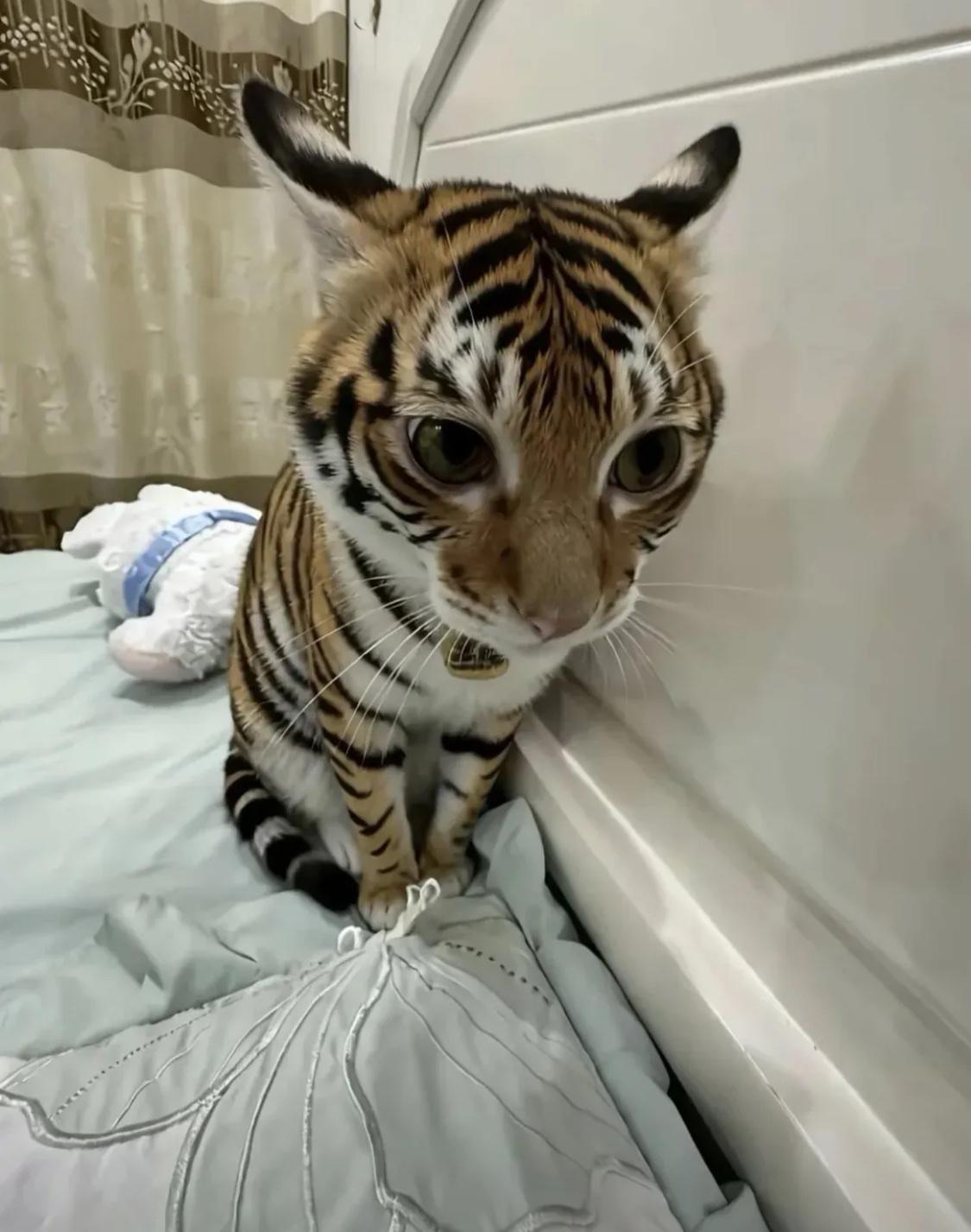 就是哪个品种的猫？