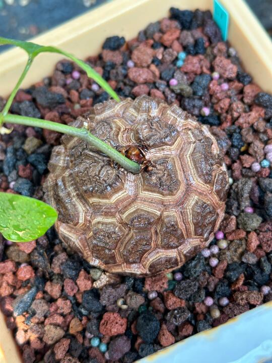 龟甲龙