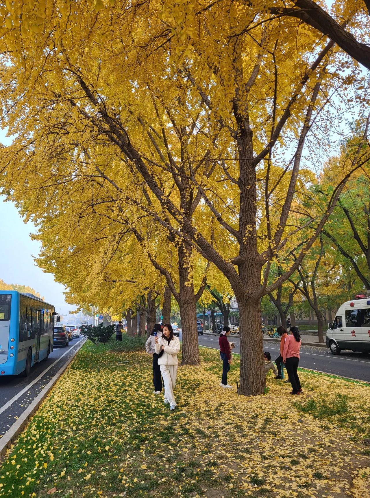 深秋时节，阜成路道路两侧的银杏树满目金黄，秋色醉人。人们纷纷前来拍照留影，尽享秋