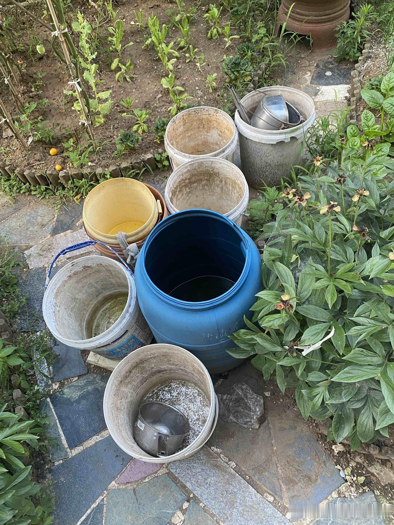 估计我种的白菜今年要大减产，主要因为大连近期天旱无雨，我家小菜园子里已经无水可浇