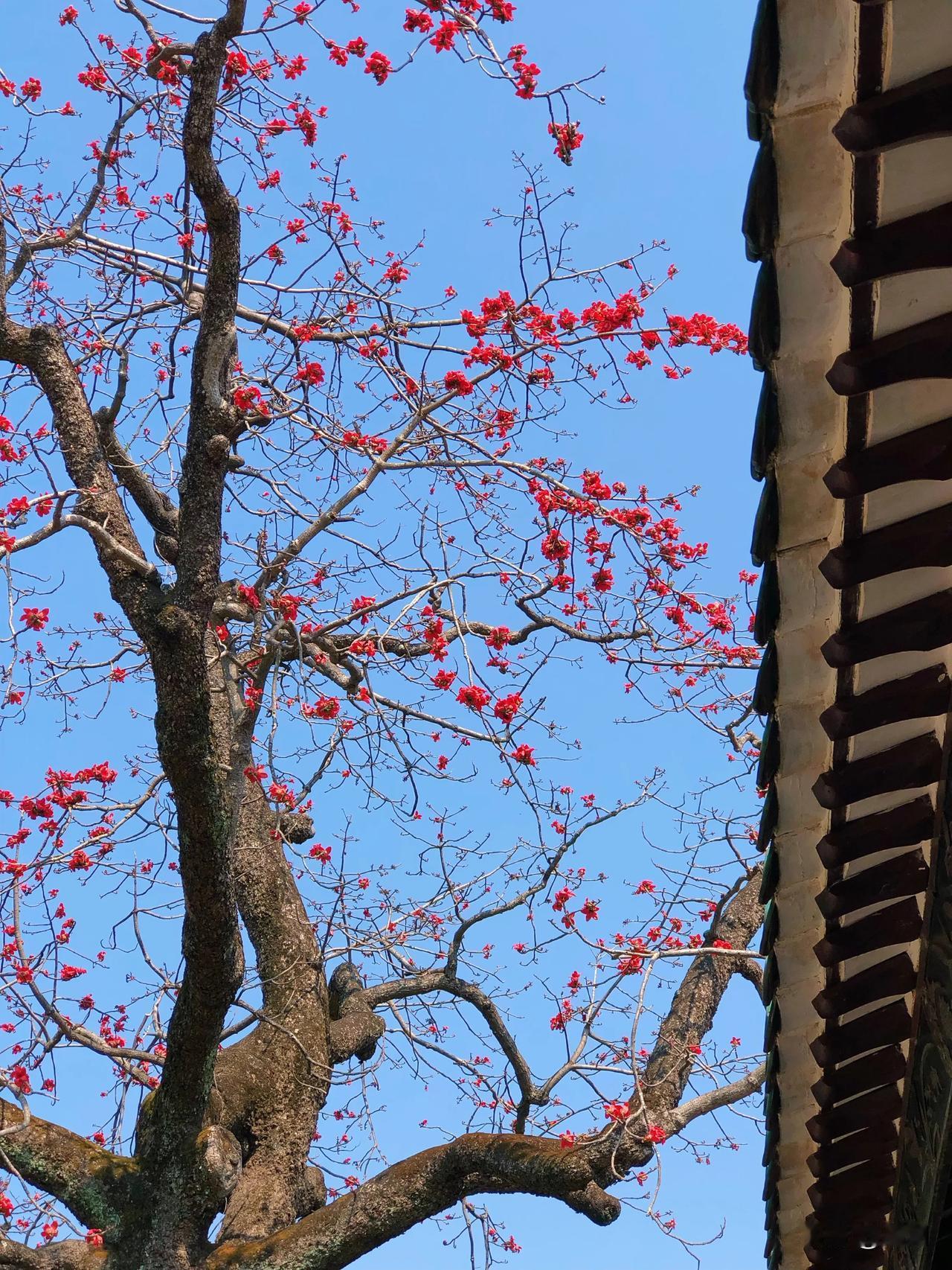 来广州可以来南海神庙打卡。靓！260岁古木棉花开红艳，映着千年南海神庙，曾被编为