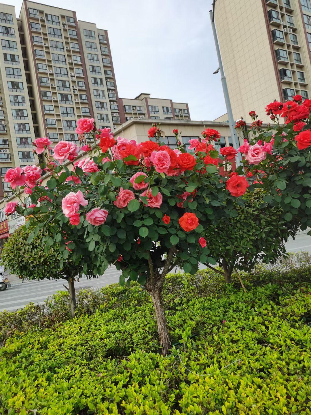 棒棒糖月季花盛开的月季树