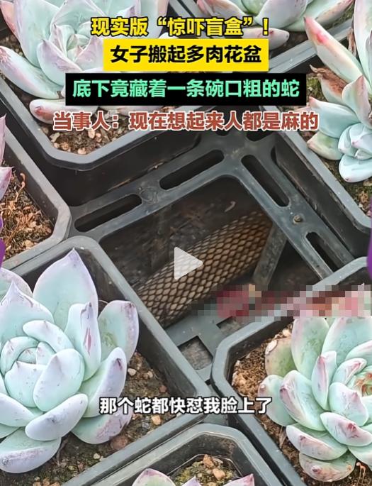 7月26日，一位大姐在家阳台给多肉挪盆，刚搬起花盆，底下不声不响盘着条碗口粗的大