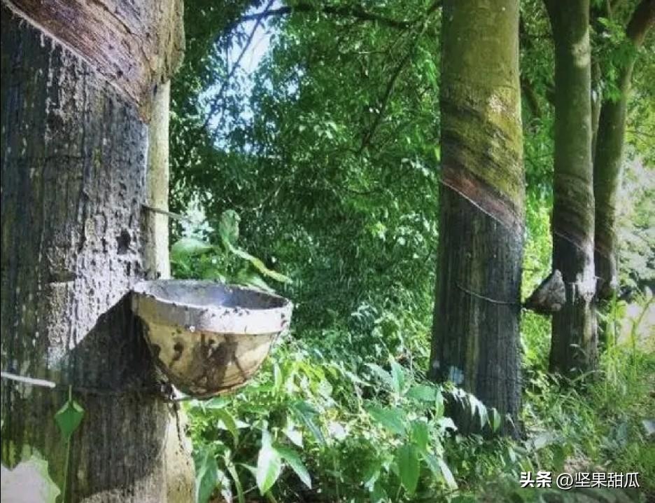 拉夫罗夫称，‘俄罗斯-东盟’峰会将于6月17-18日在喀山市举行。到时候东盟国家