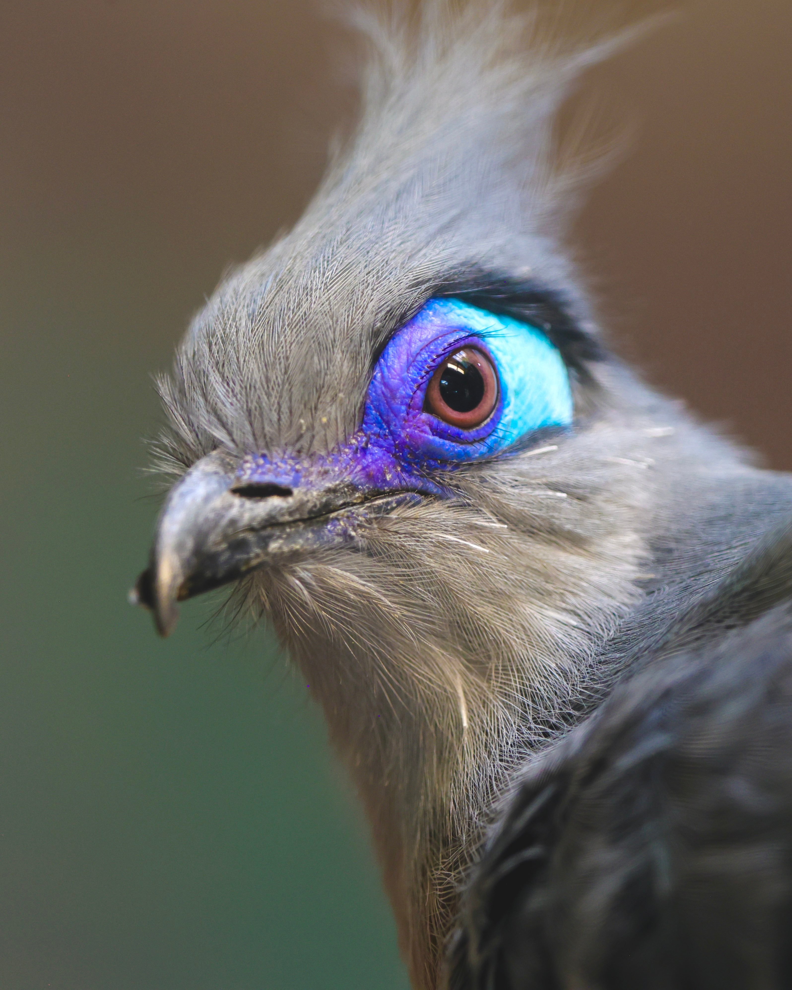 冠羽凤冠雉的眼影可太炫酷啦！大自然就是最牛的调色师和化妆师~【推：SanAnto