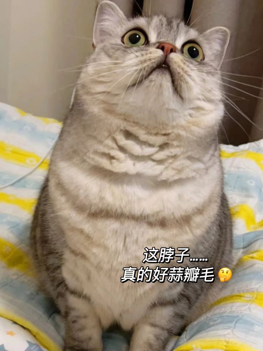 天！这么可爱的小猫是大蒜味~