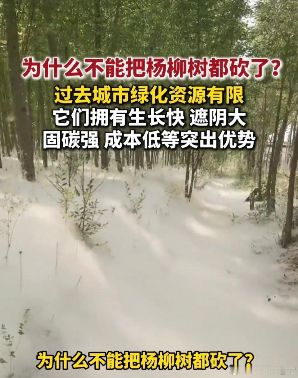 漫天飞絮惹人烦！为啥不能把杨柳树全砍了？官方回应来了
 
又到杨柳飞絮高峰期，出