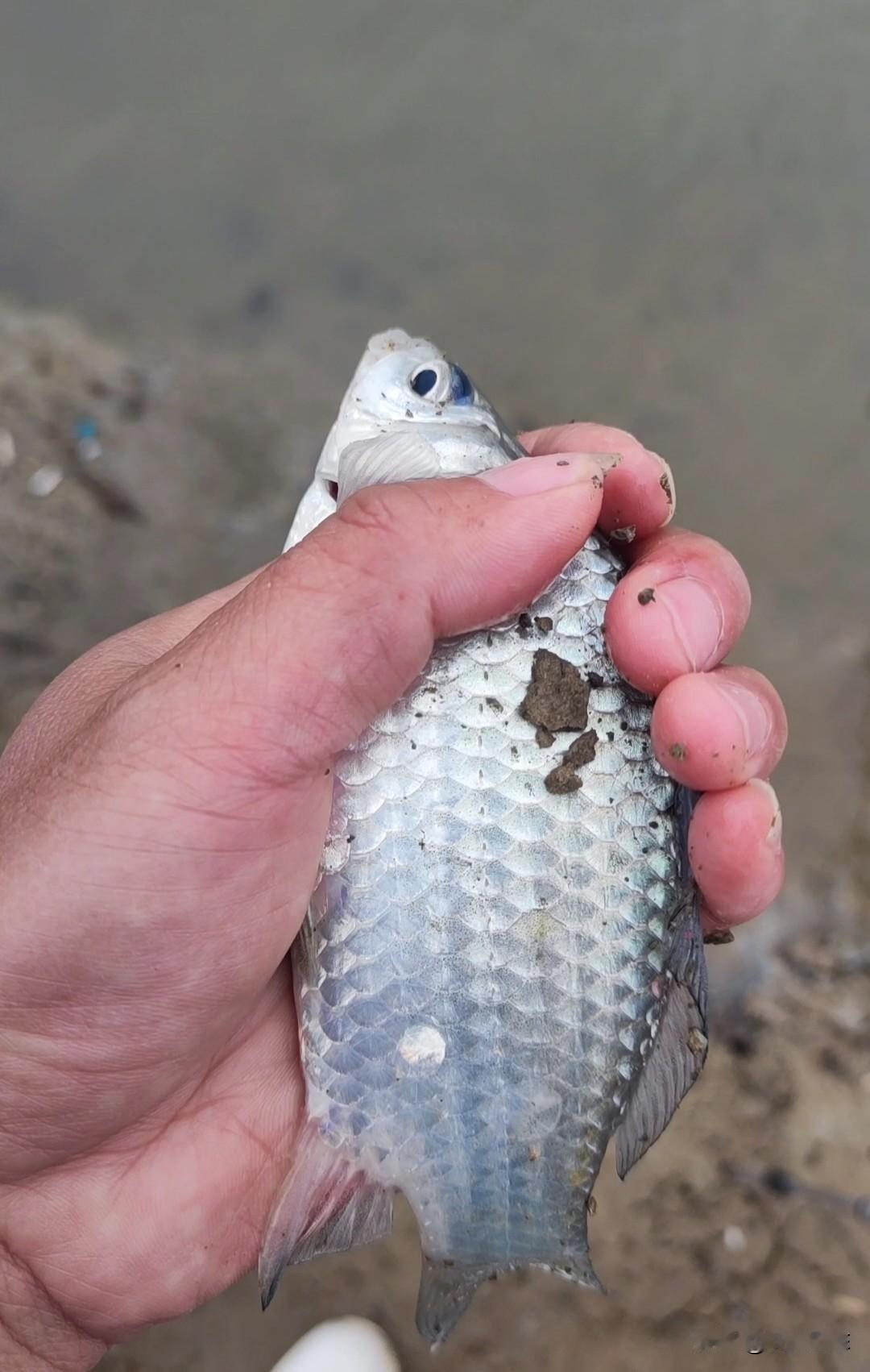 一坨饵料几条小鱼换了个绝密钓点，还得是老师傅们知道哪里真有鱼。

今天气温骤降，