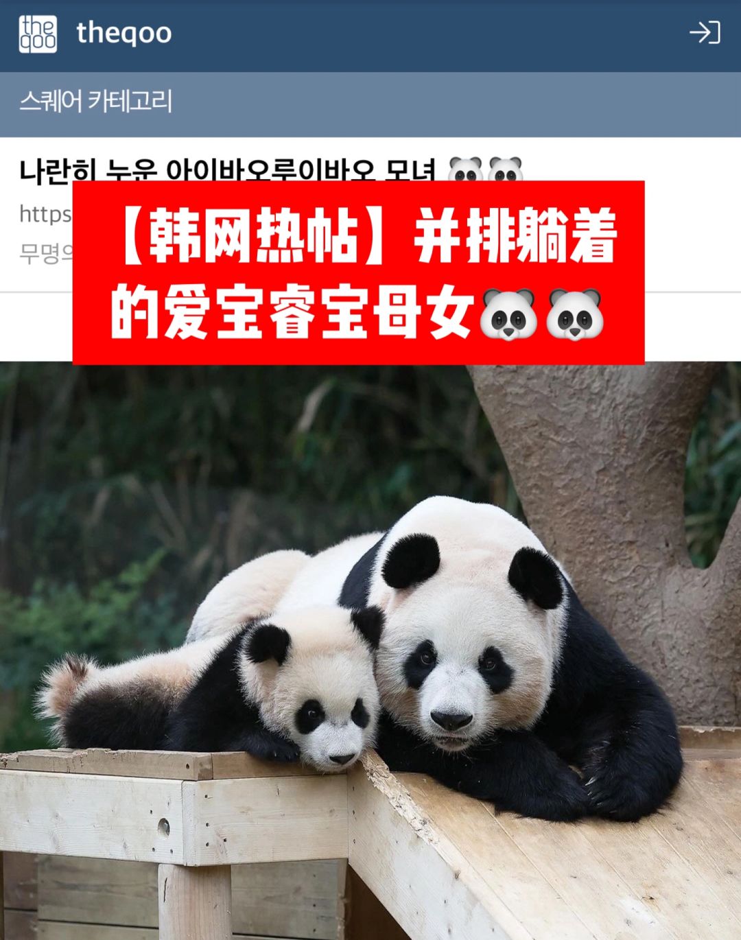 🔥韩网热帖｜并排躺着的爱宝睿宝母女🐼🐼