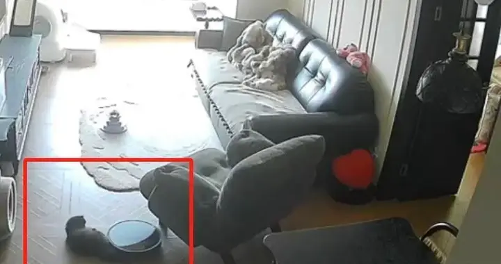 宠物猫尾巴被扫地机器人卷入，拖行近10分钟导致猫尾软骨挫伤，消费者吐槽“宠物模式”太不靠谱