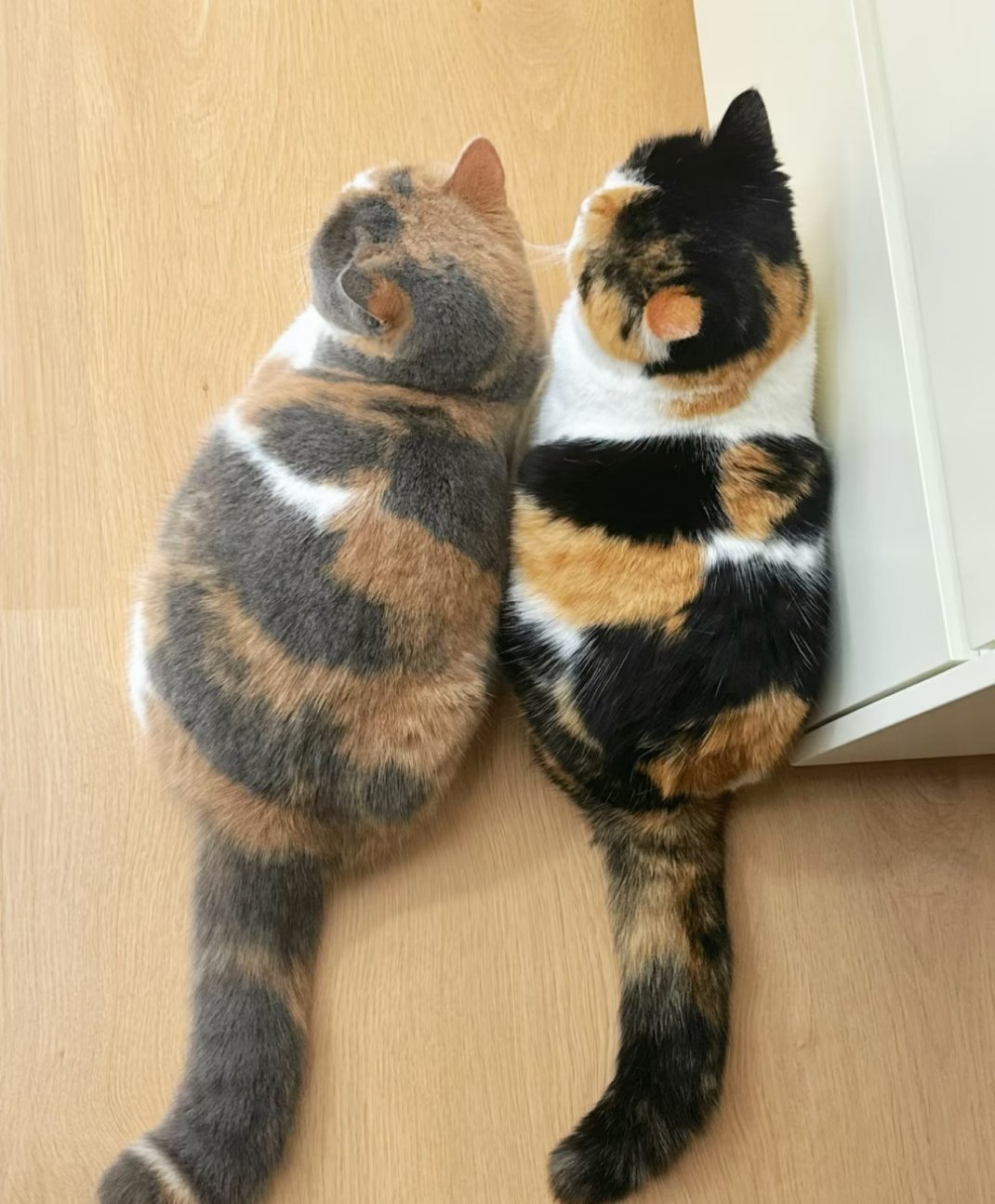 复制咪  粘贴咪，谁懂啊，她俩感情好… 