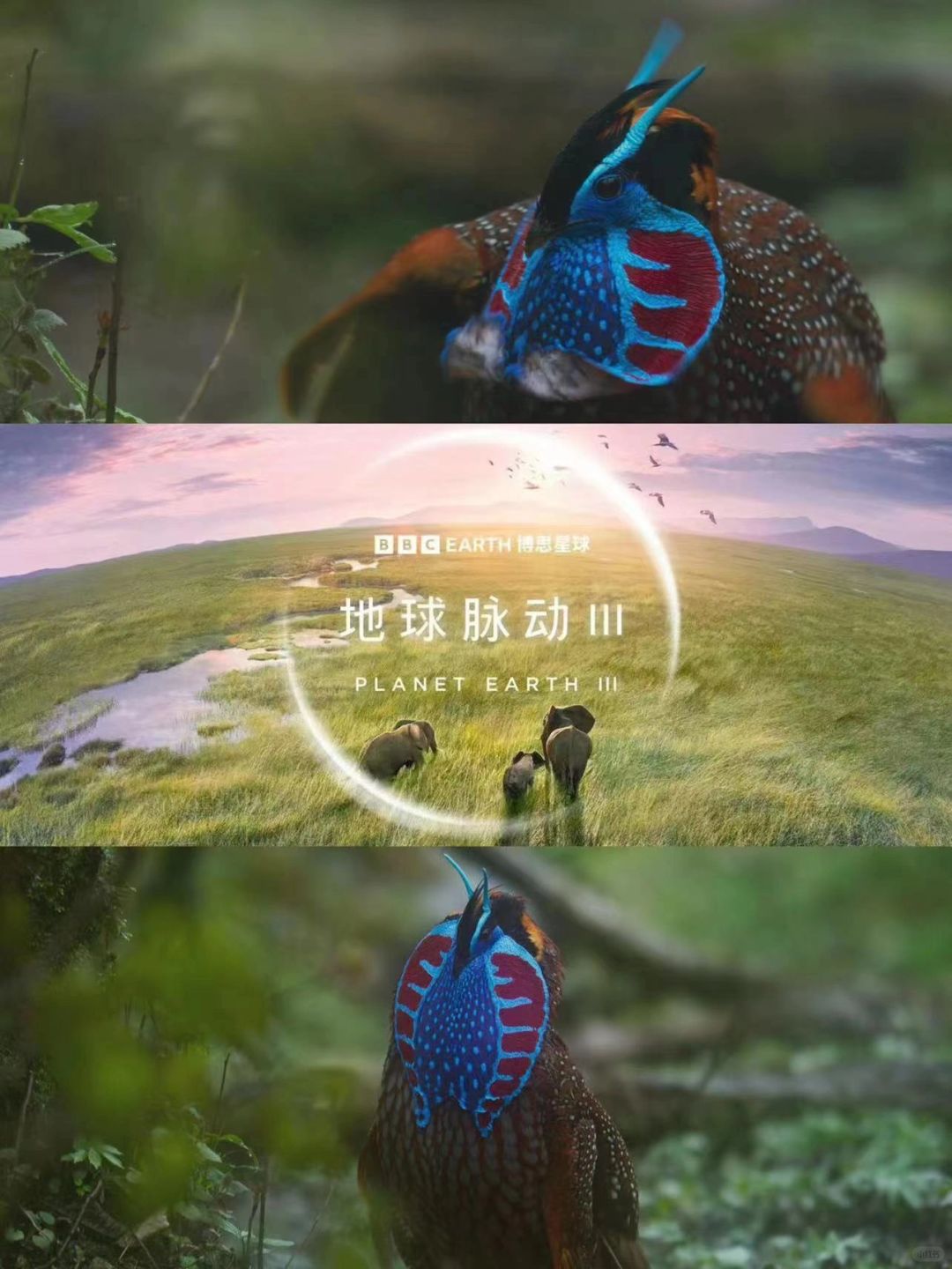 没想到还能追纪录片的连载