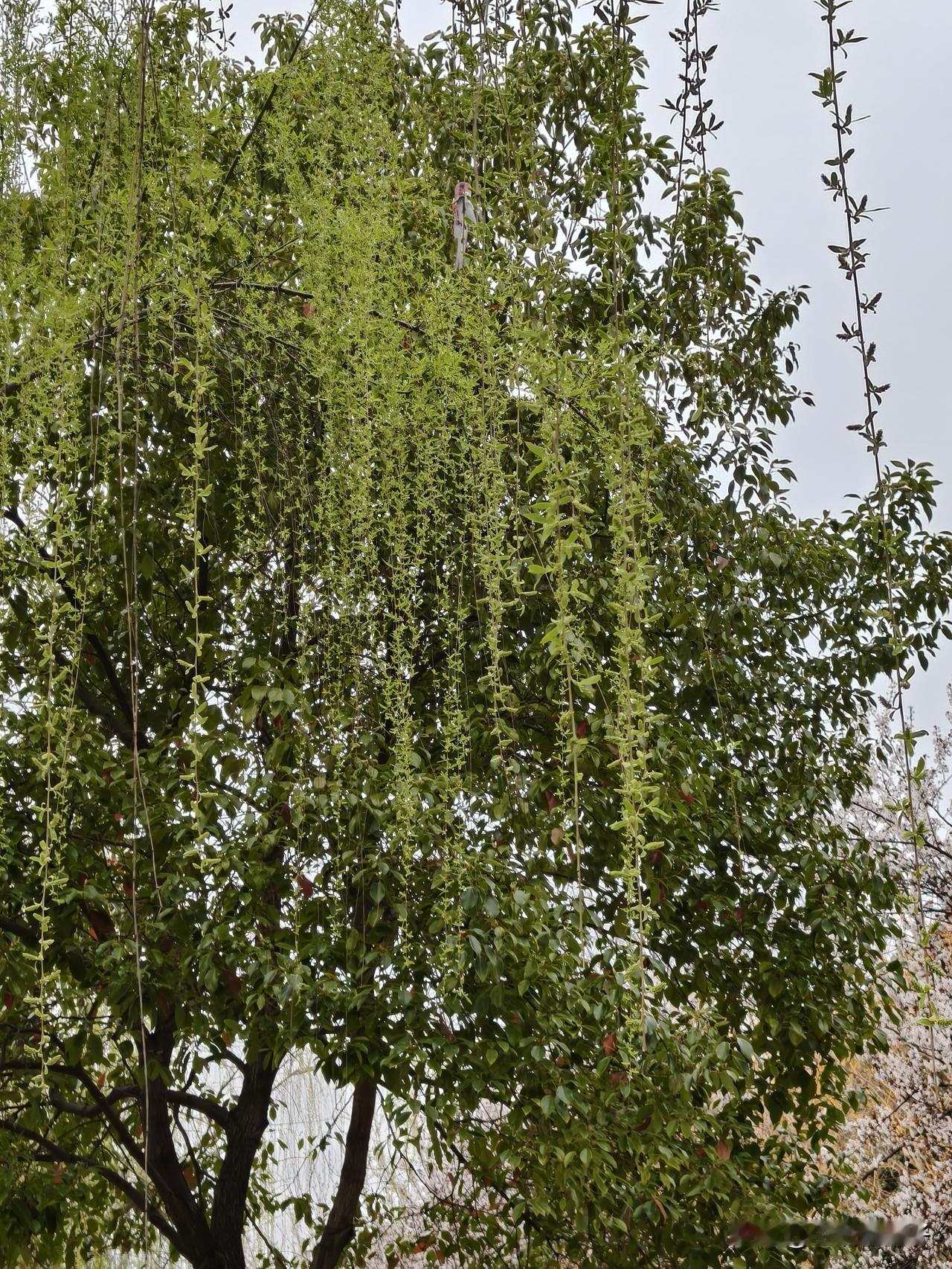 3月14日，早上去看了杜湖的油菜花，下午去了好久没有去的流潭公园。

潭水边碧柳