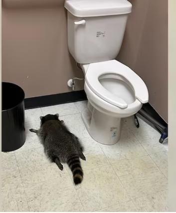 浣熊也贪杯？
周六凌晨，一只浣熊闯入美国弗吉尼亚州汉诺威县一家酒类商店，打翻了存