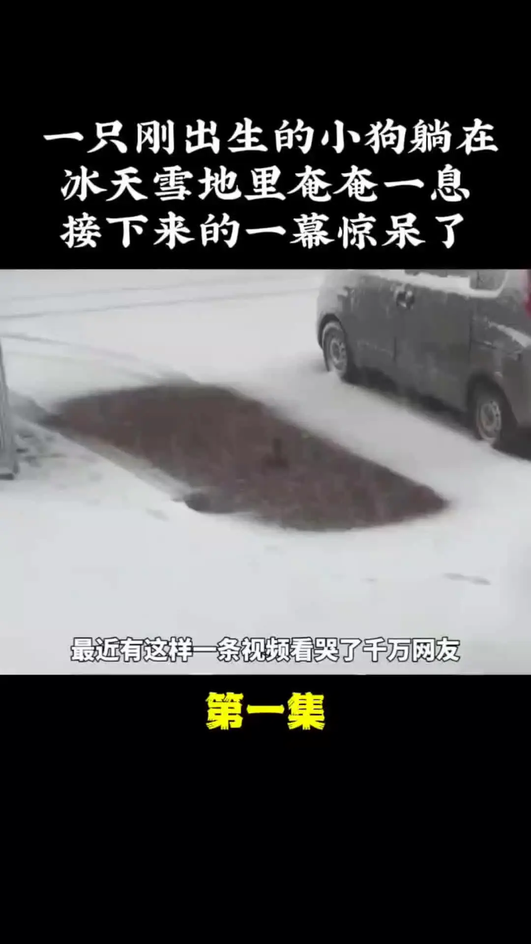 内容启发搜索 动物世界