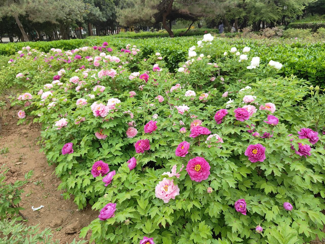 有没有漂亮的花朵图片吗公园内，团簇锦绣、吉祥富贵的牡丹花，在暖暖的春风里，竞相开