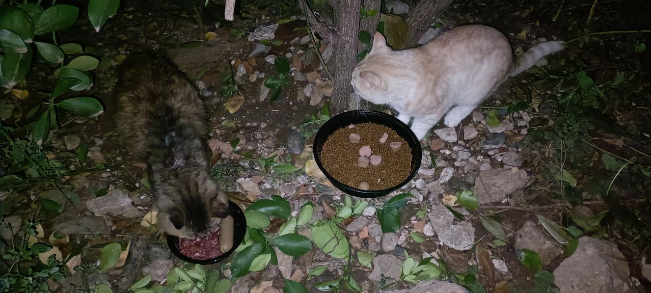 去垃圾站喂猫，特意给小白猫单独准备了一份美食，可它今晚居然没有出现，真让人担心。