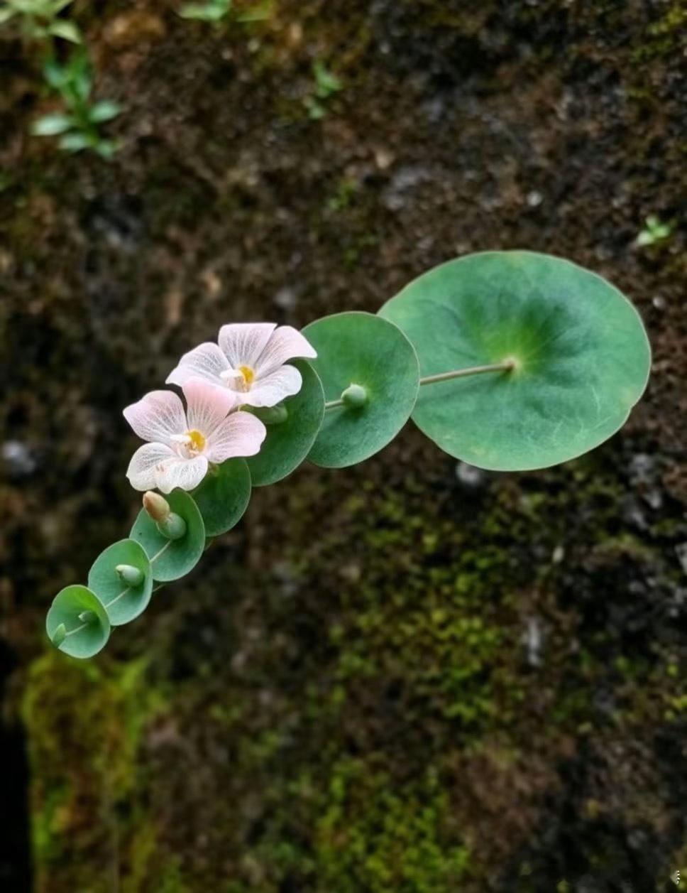 很美的穿心莲草 ​​​