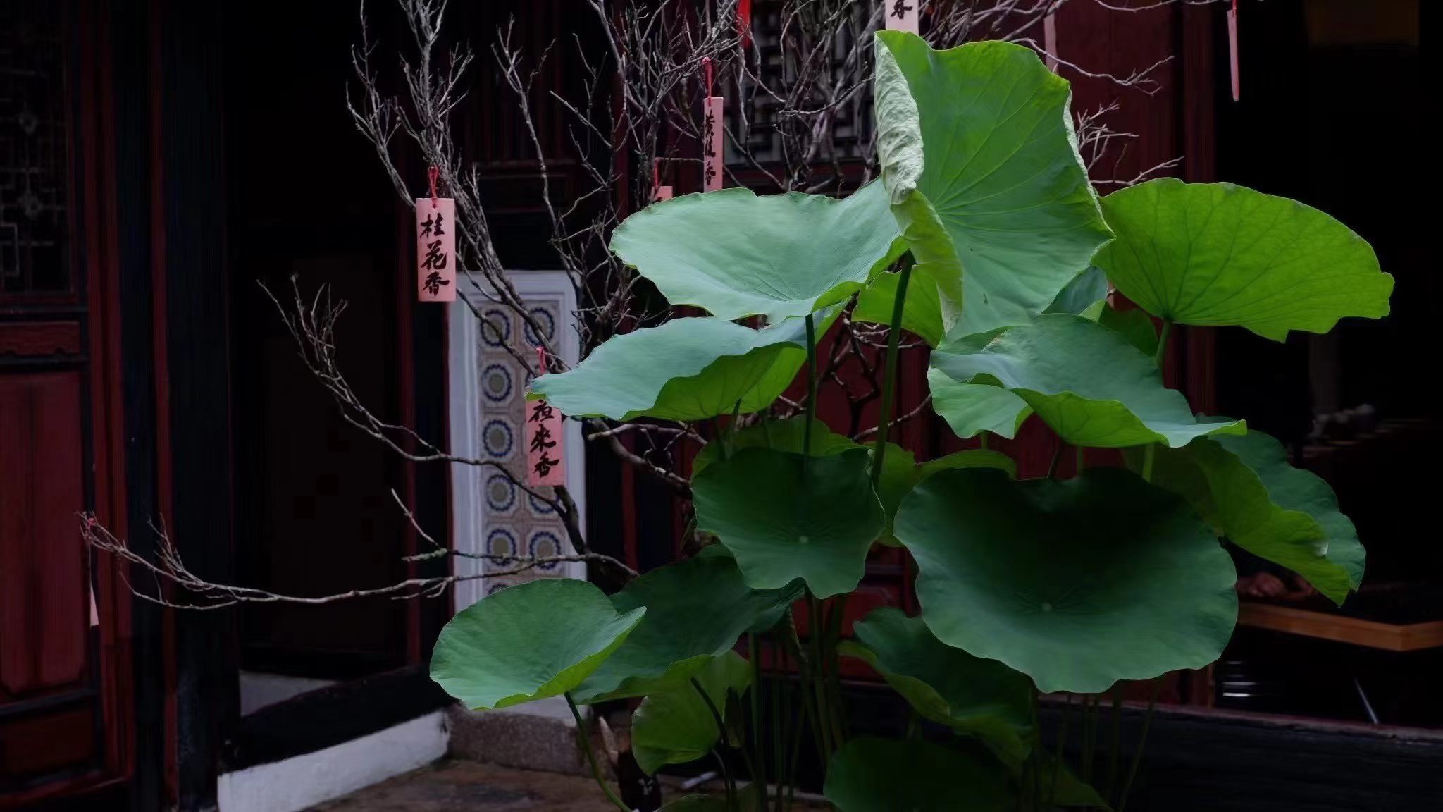 雨天总让世界慢下半拍，车马缓行，步履从容，连时光都变得温润粘稠。它从不是忧郁的代
