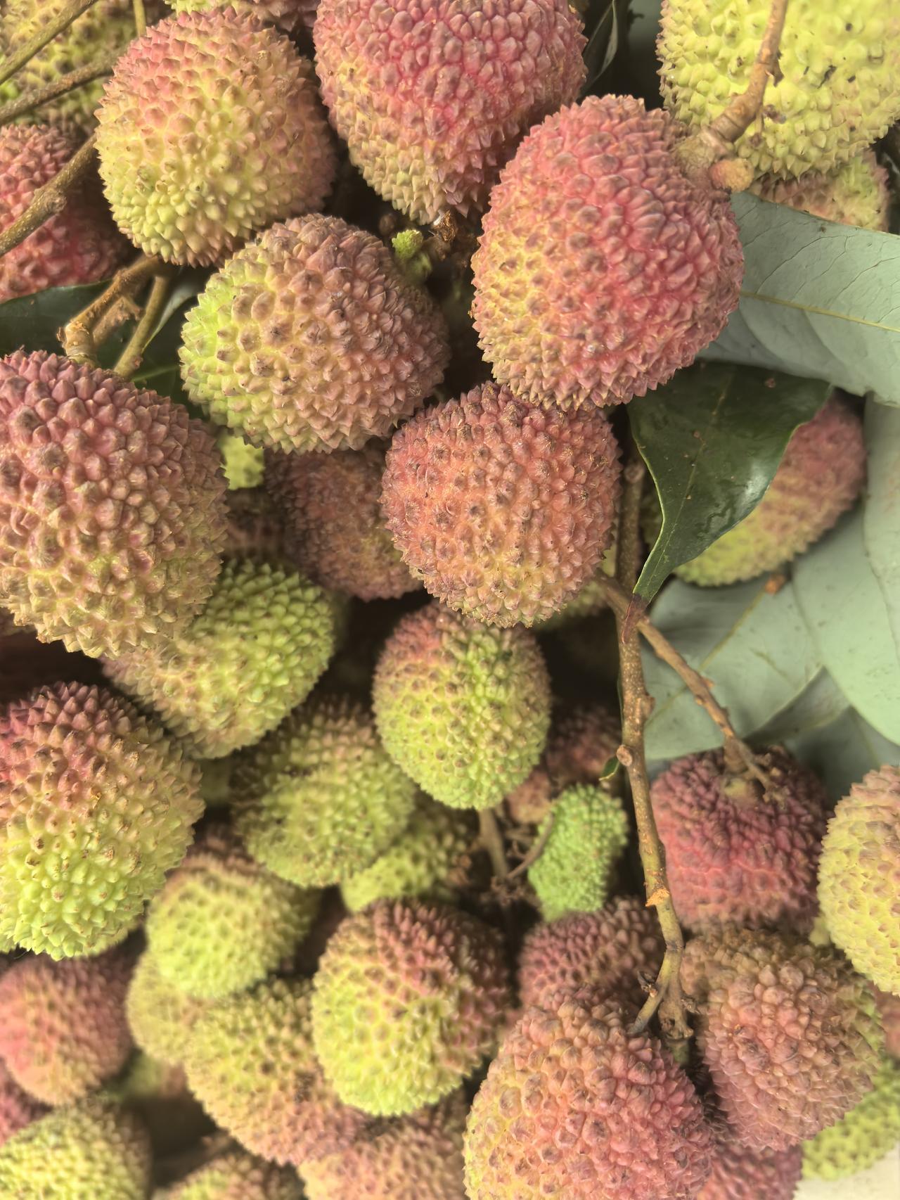 携妻赴琼品荔记
晨曦初绽，我信步市场采办食材。发觉海鲜供给甚是匮乏，目之所及，多