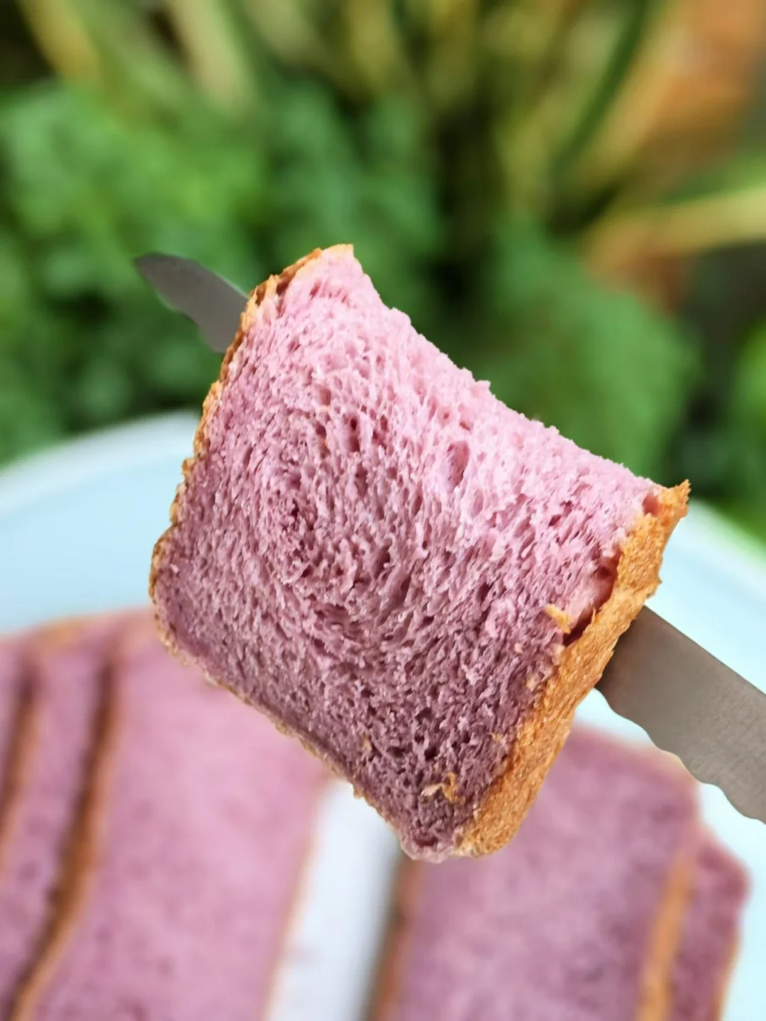 面包机做紫薯吐司，新手小白一键直出！