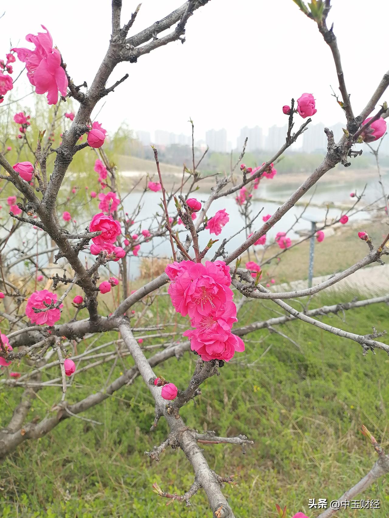 今年春天最想实现的心愿在这个春天，有一个愿望就是把春天开的各种花卉，用图片的形式