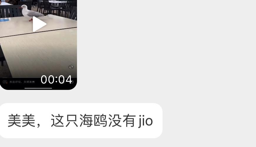 没有爪爪的【澳洲红嘴鸥】它仍在努力干饭，努力地活下去 ​​​