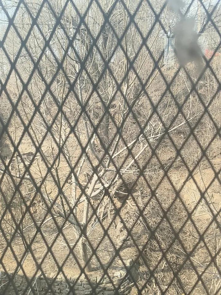 昨天休假，回了趟老家，刚一进家门就听见院里吵成了一片。
一看才知道，是我家邻居正