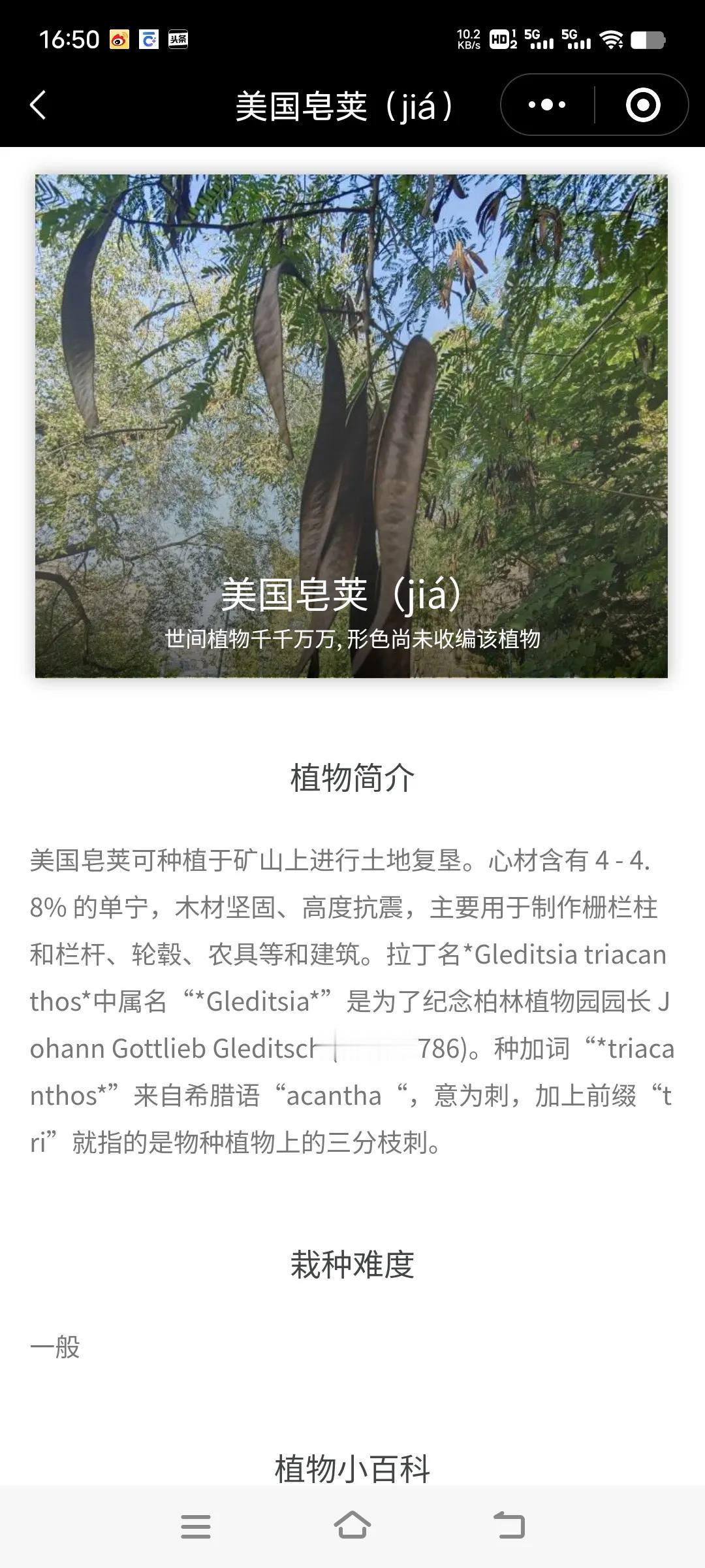 看见条友发图说不知道这种树叫什么名字。
我用小程序形色识花查看了一下，不知道这个