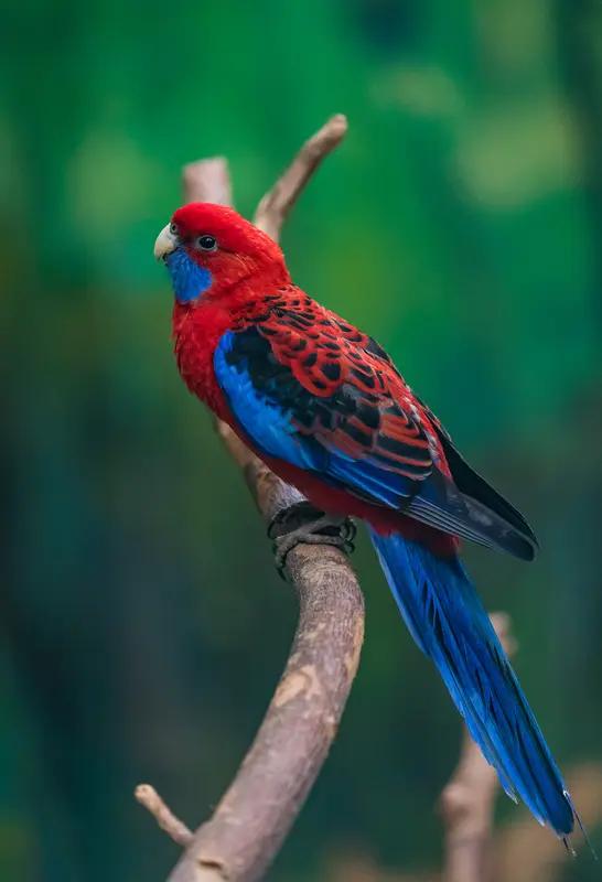 男子养4只鹦鹉3只死亡后全家倒下
家人们刷到这条新闻真的吓出冷汗！安徽周先生给孩