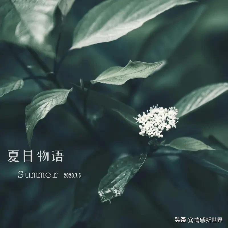 初夏的第一张照片 初夏的第一张照片，就像一把钥匙，打开了我对这个季节的美好记忆。