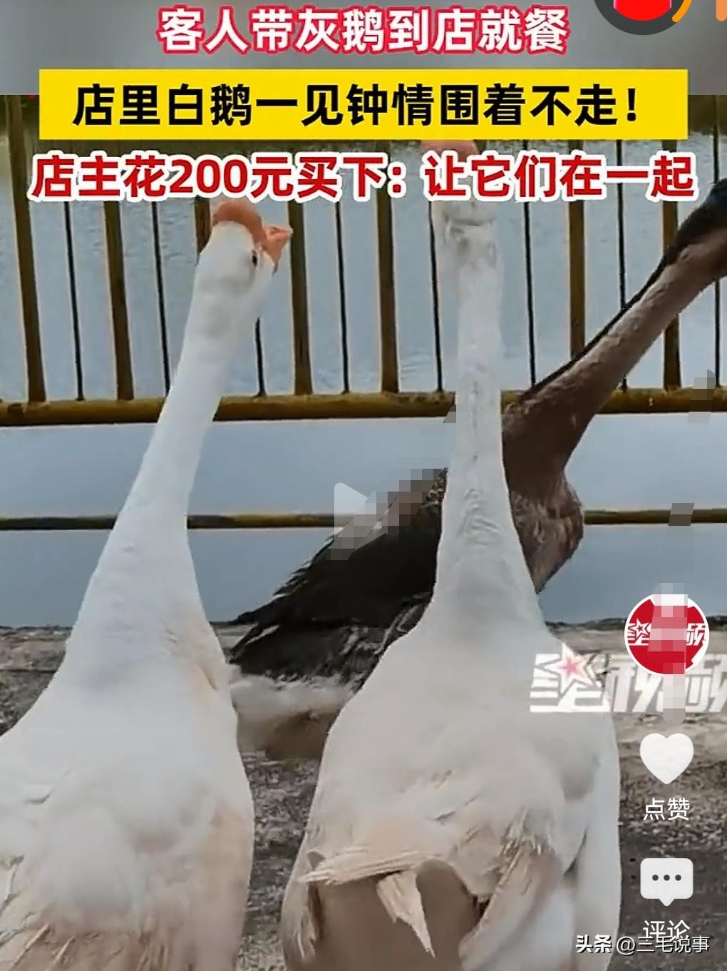 人间有真情，但是也别忘了动物之间也有真情。

3月7日（发布），顾客带飞蛾到店就