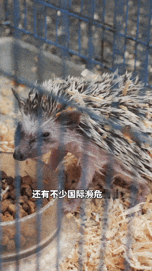 这是疯狂动物城的真人版吧  家人们我好像起猛了，看到中国版疯狂动物城了！博主租车