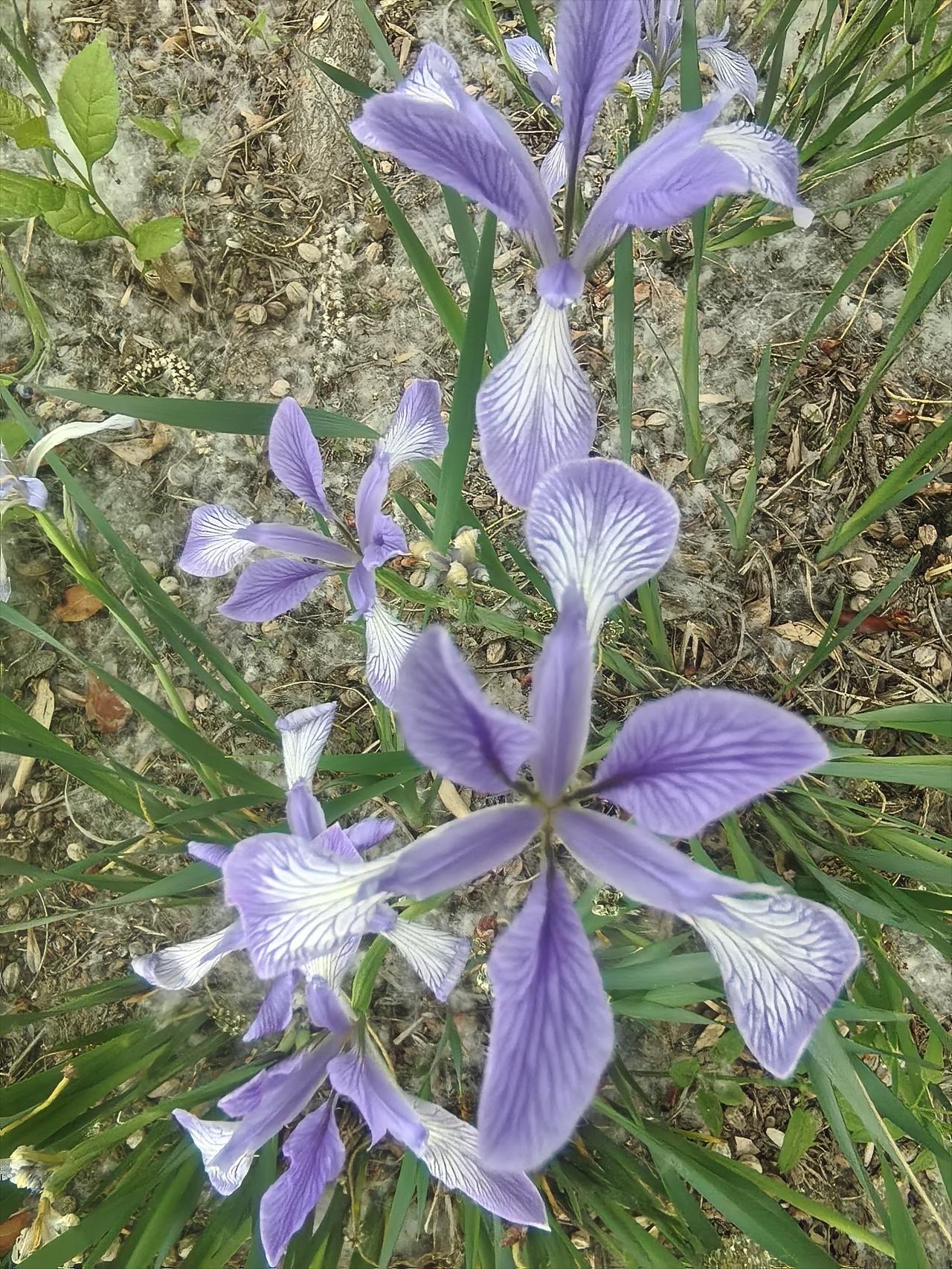 发一张你相册最近拍的花这是什么花？
