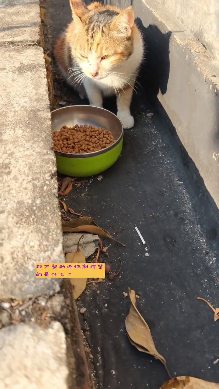 指责别人是伪善才是真正的伪善。
喂流浪猫是伪善，帮助小流浪到成了伪善，那不帮助还