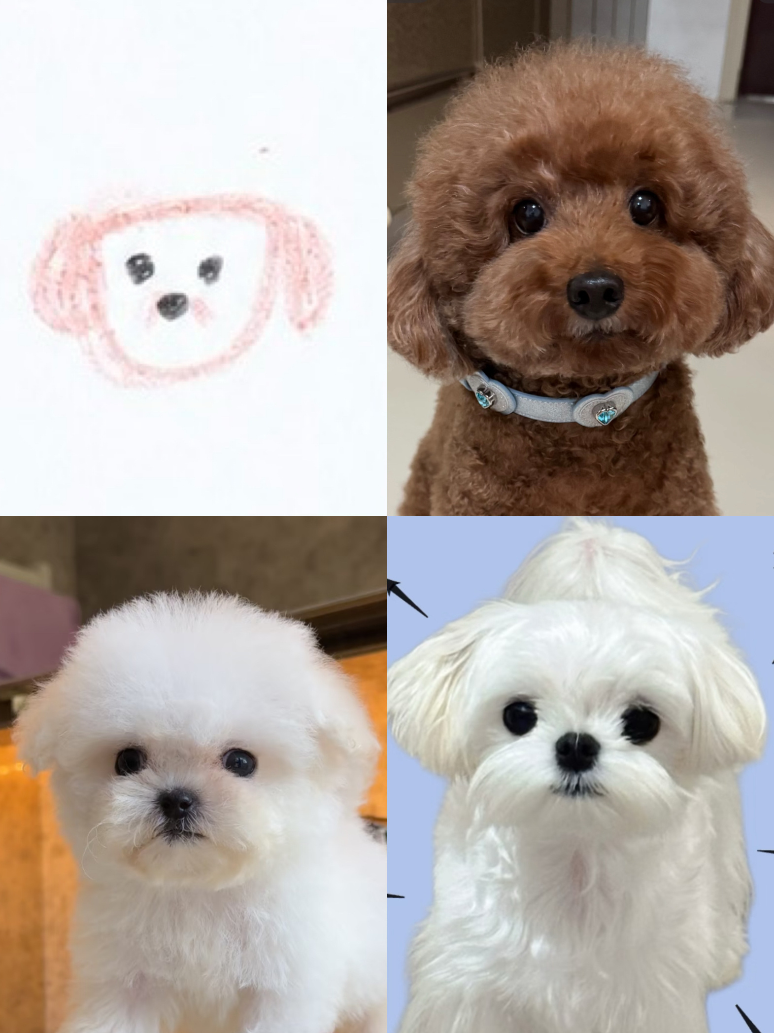 是泰迪 是比熊 是马尔济斯是西高地 是牛头梗 是中华田园犬 ​​​
