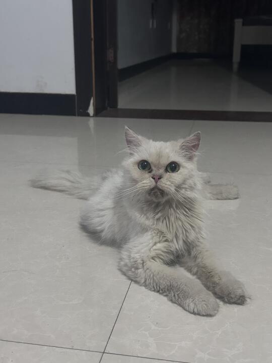 捡了一只小猫感觉好可怜