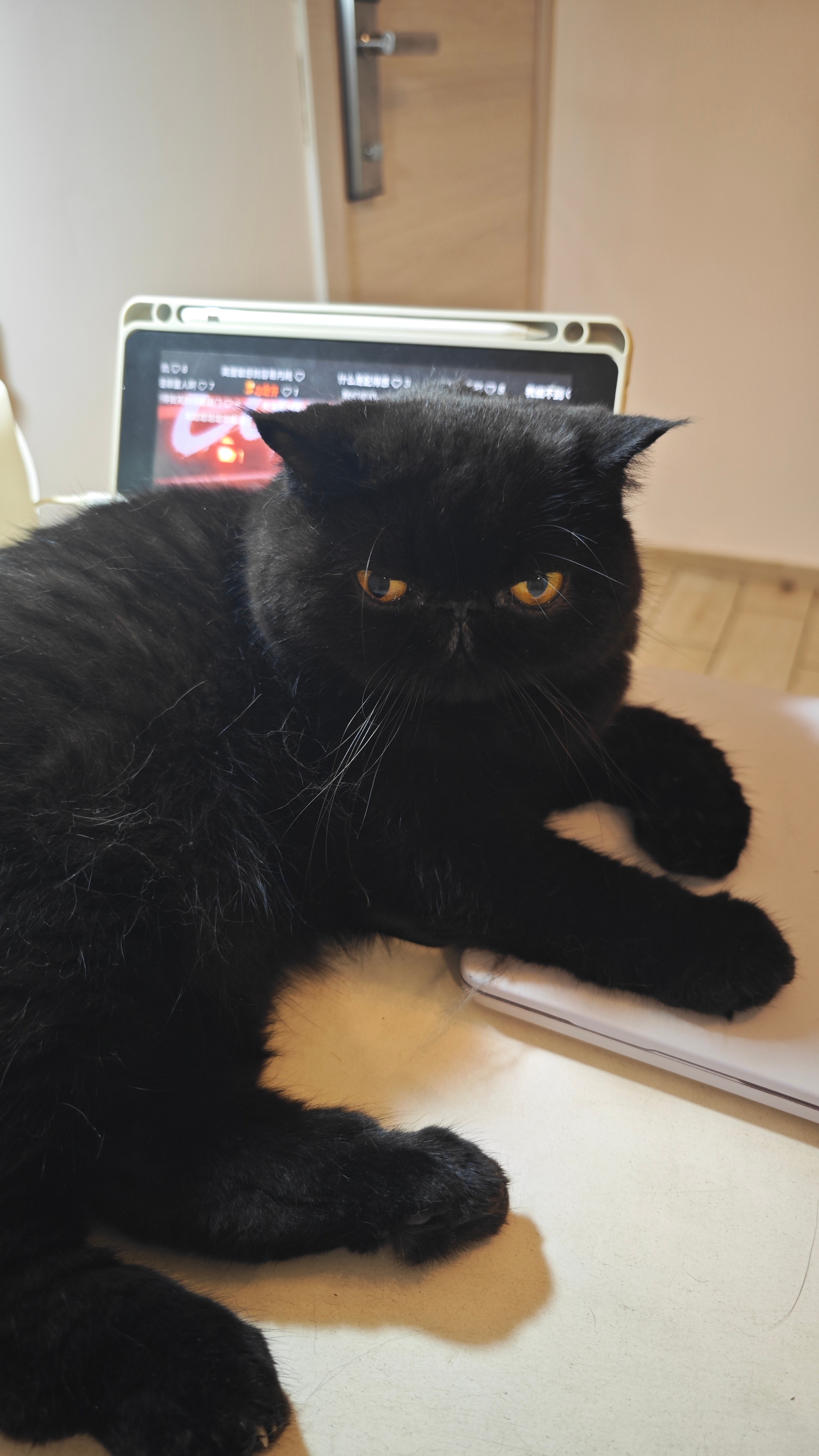 脱口秀看到一半宝珠🐈⬛:“妈妈~换咖了~” 