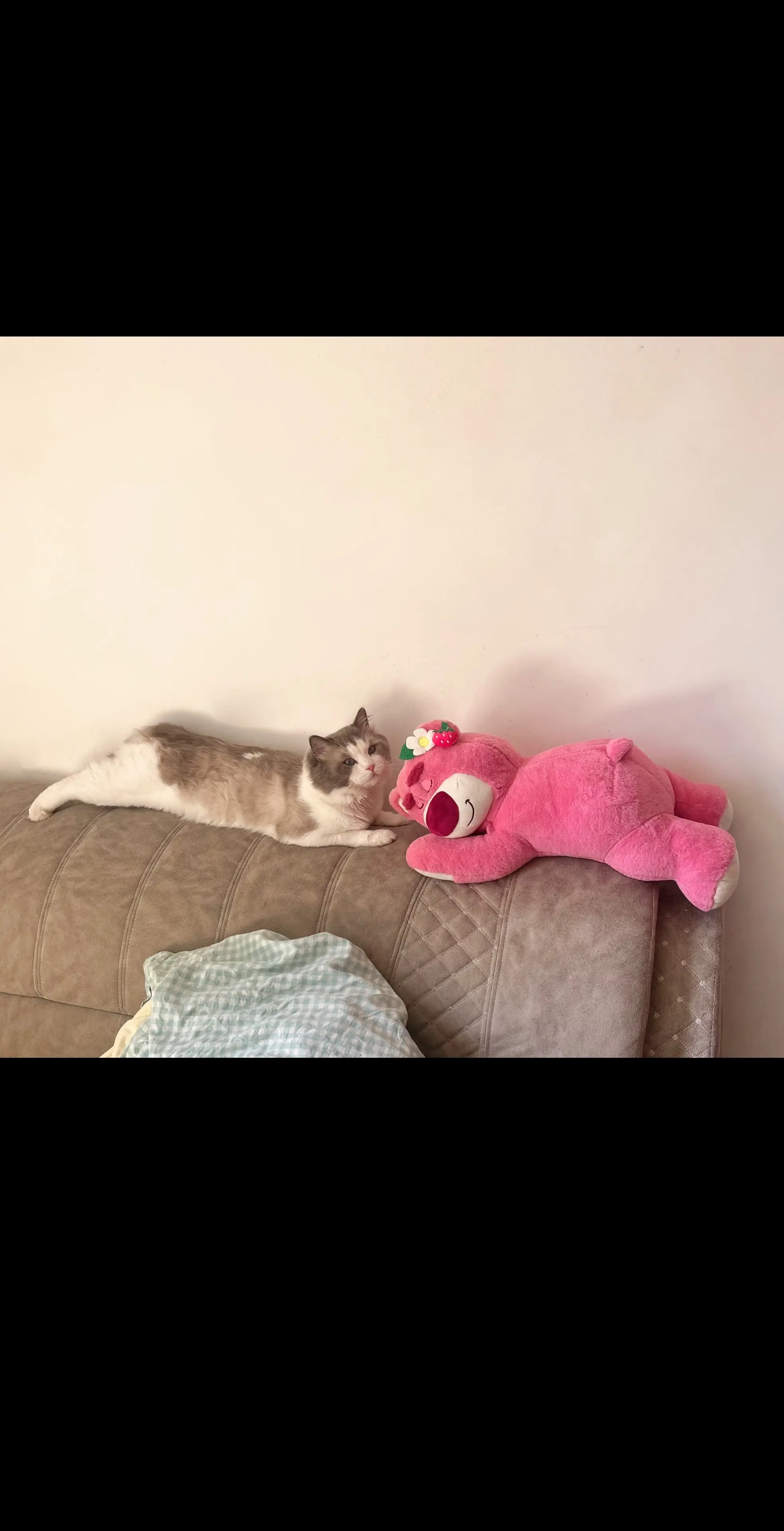 <p>猫咪猫咪猫咪猫咪 </p>