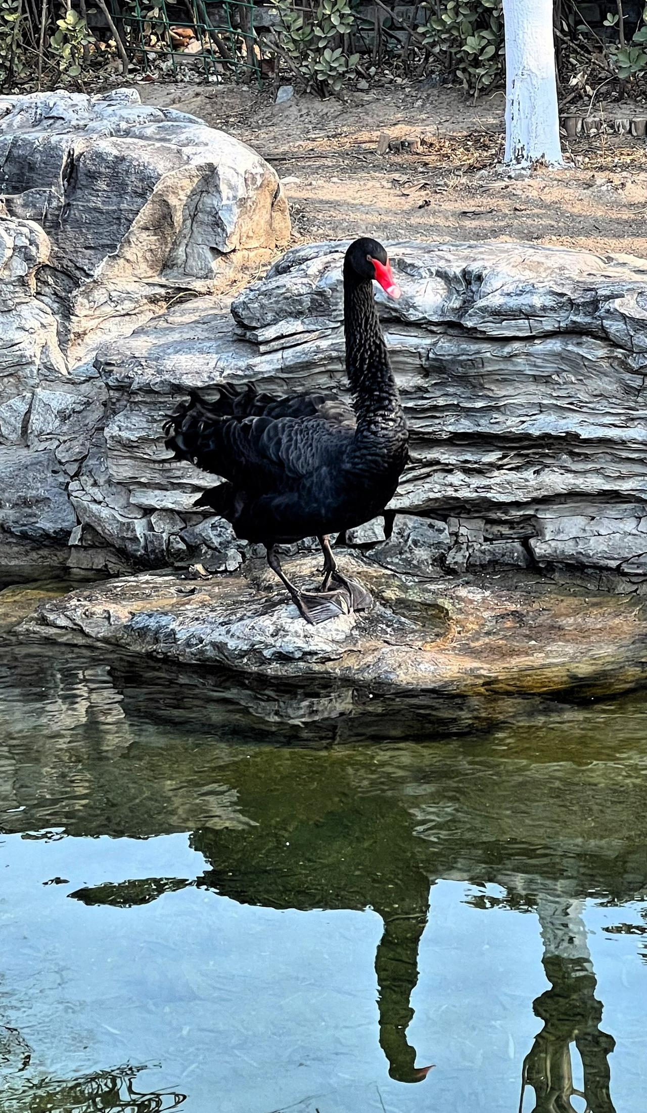 【原创】北京三里河公园随拍：一只黑天鹅站立石台上，羽毛黝黑发亮，水中倒影如画.