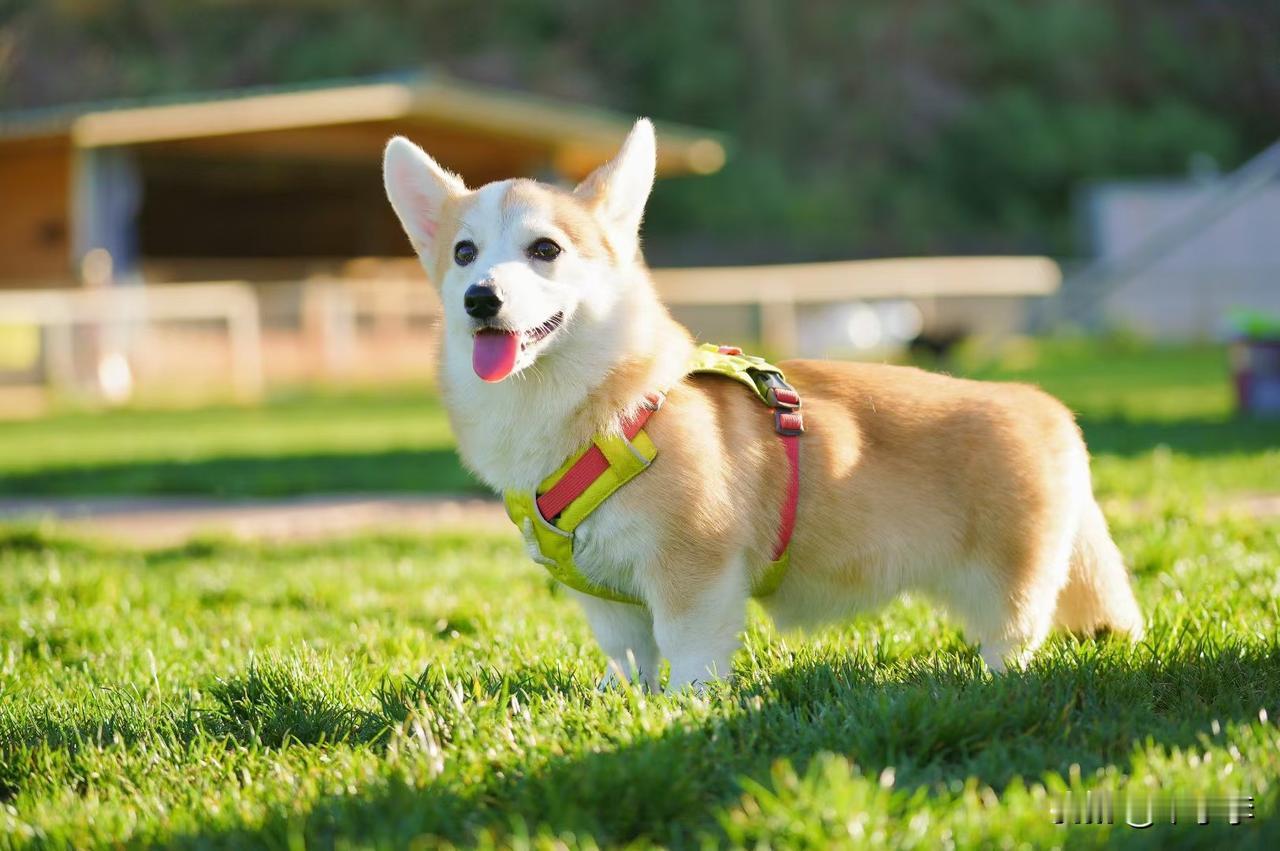 冬日生活打卡季遛一遛狗狗遛狗