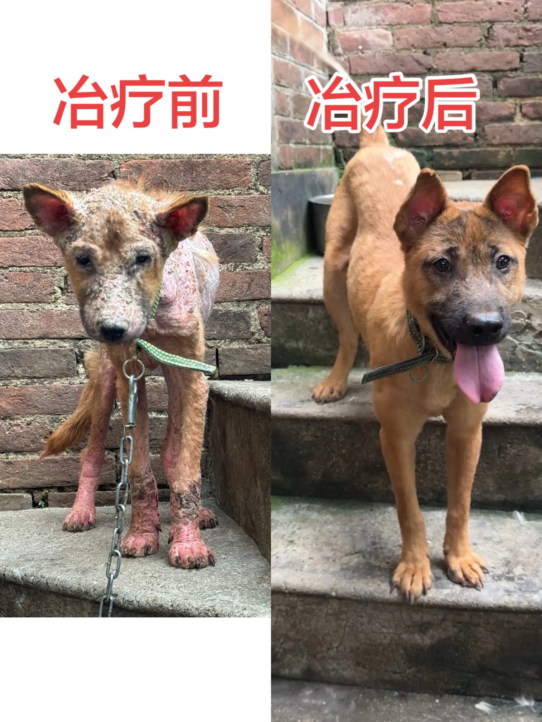 狗狗的皮肤病不用害怕，也不要着急，只要对症下药就能彻底康复，如果你家里...