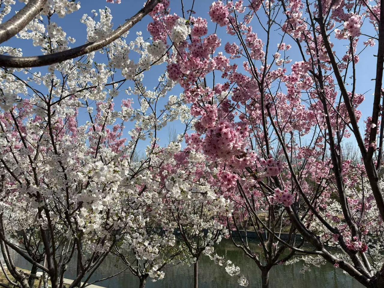 春日生活打卡季亮马河畔，美丽风景