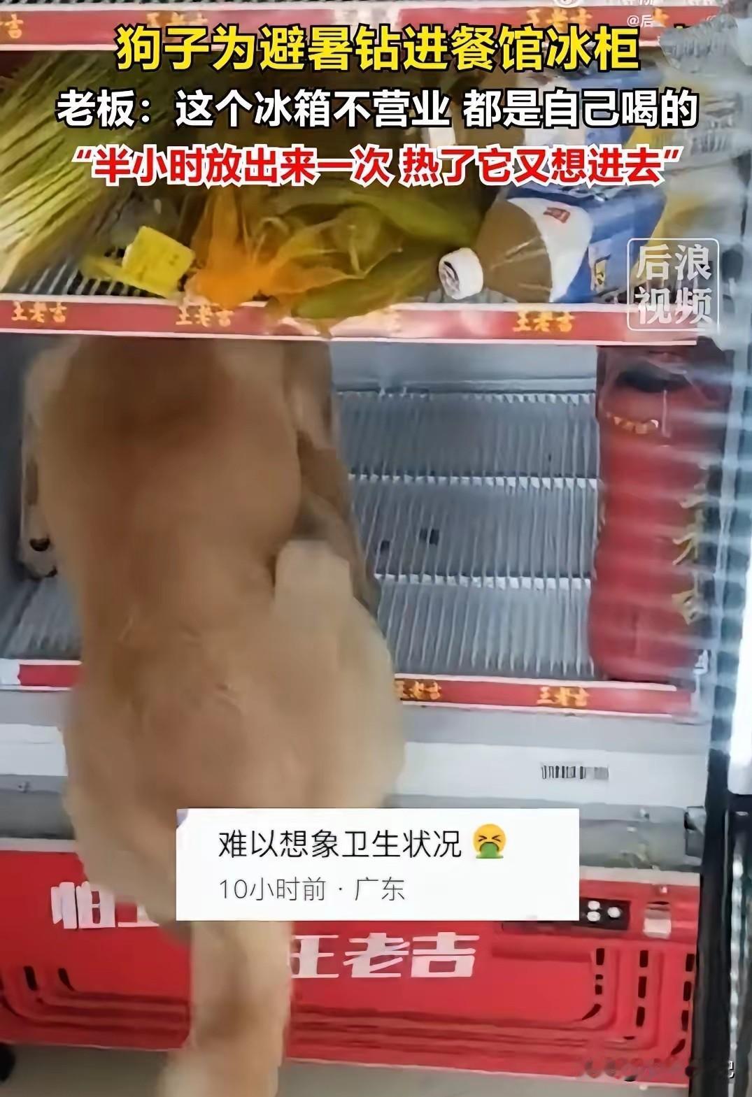 广东最近的气温有32~38度，炎热的天气里，人们都想尽办法避暑，更何况我们的毛孩