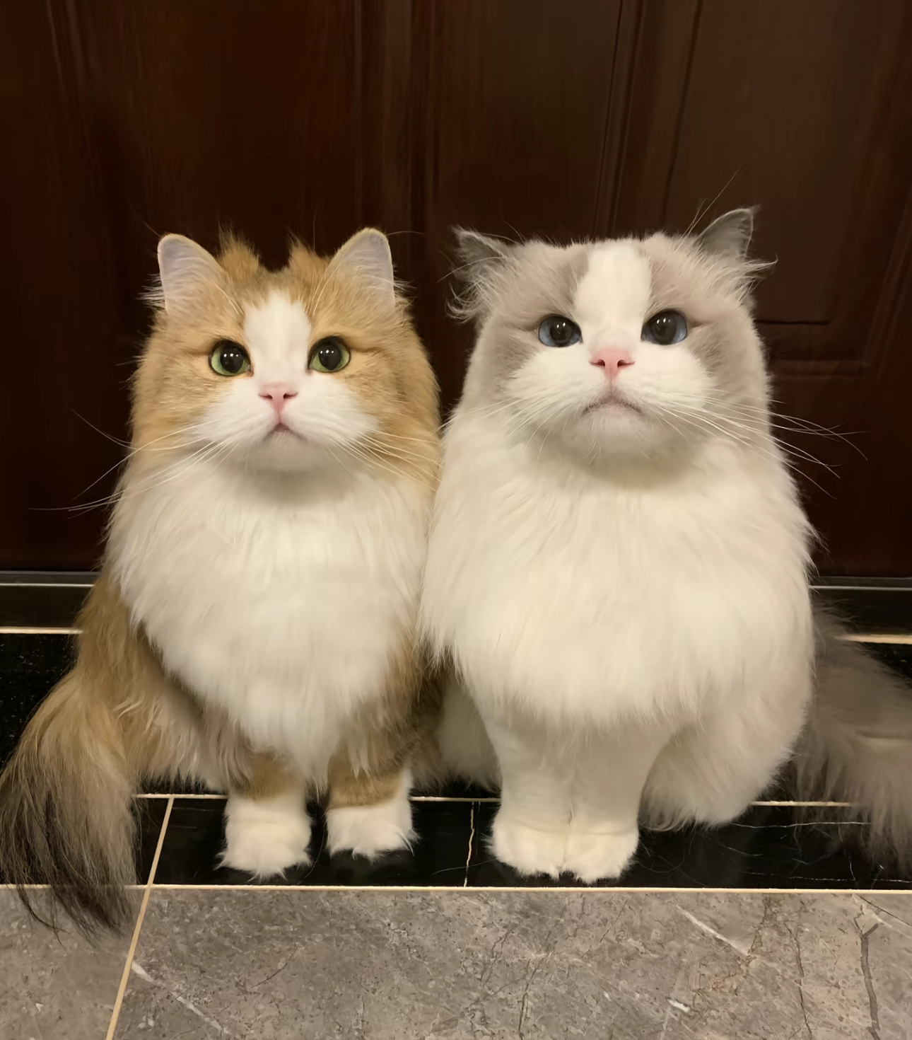 玩加夜话 召唤师们晚上好最近有什么推荐的综艺/番吗英雄联盟