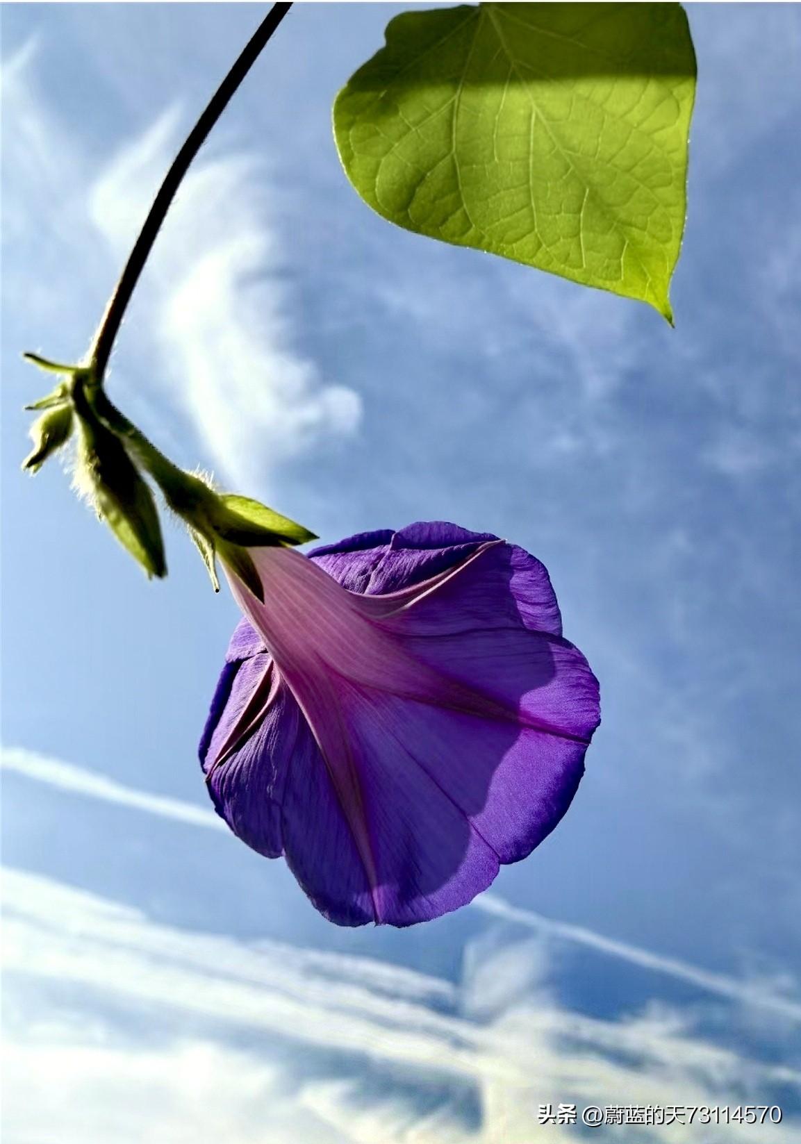“紫花映碧空，绿叶舞清风”，这画面简直美炸了。
想象一下，那一抹紫色的朝颜在湛蓝