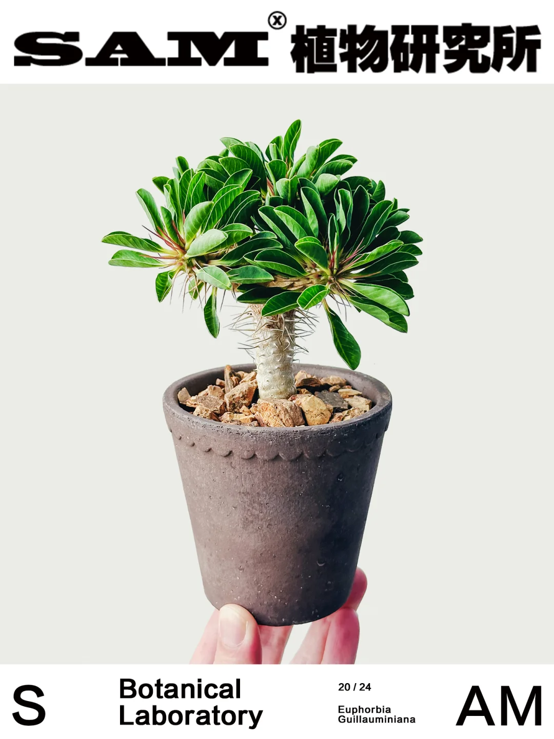 鬼切阁｜Euphorbia Guillauminiana
